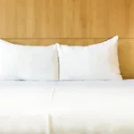 Ibis